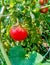 Ripe garden tomatoes ready for picking