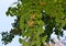 Ripe ginkgo biloba fruit closeup in autumn park