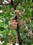 Ripe ginkgo fruit hanging all over the branches