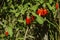 Ripe goji berries in green foliage