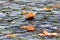 Ripe gold brown colored maple leaf, leaves on the ground, natural paving stones