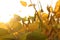 Ripe golden brown soybeans on soybean plantation at sunset close up.