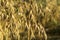 Ripe golden color oats growing in the field in sunny day.