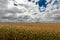 Ripe golden field of Zea mays or corn