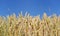 ripe and golden wheat in a fiel under blue sky