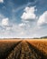 Ripe golden wheat field against the blue sky background