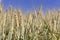 ripe golden wheat growing in a field under bleu sky