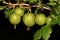 Ripe Gooseberries