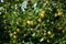 Ripe gooseberries on a branch