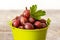 Ripe gooseberries in a bucket  gooseberry harvest