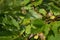 Ripe gooseberries in the summer garden on a beautiful July day