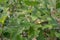 Ripe gooseberries in the summer garden on a beautiful July day