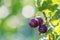 Ripe gooseberry on branch in garden close