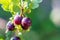 Ripe gooseberry on branch in garden close