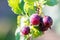 Ripe gooseberry on branch in garden close