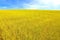 Ripe grain field in summer with blue sky