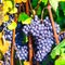 Ripe grape. Autumn harvest. Plantation of Piemonte, Italy