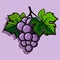 Ripe grape on branch with green leaf. flat illustration on violet