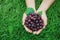 ripe grape in hand farmer show on green grass background