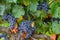 Ripe grape on the vineyard of Spain. Summer, harvest time concept