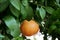 Ripe grapefruit growing on tree in garden