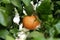 Ripe grapefruit growing on tree in garden