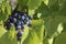 Ripe grapes brunch ready for harvest, healthy fruit close-up background with copy space for text