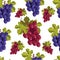 Ripe grapes bunches, vegetarian fruits seamless pattern vector