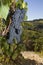 Ripe grapes, Chianti, Tuscany