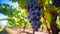 Ripe grapes hanging on vine, nature sweet refreshment generated by AI