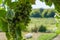 Ripe grapes hung on vineyards grape trees. In the morning vineyard