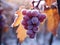 Ripe grapes in a late frozen autumn, generated by AI