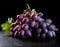 Ripe grapes with leaf on black background. Fruits and summer berries illustration