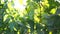 Ripe grapes with leaves on the branches close-up