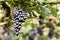 Ripe grapes ready for harvesting