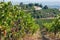 Ripe grapes in sunny valley. Village mansions and branches of a vineyard in rural landscape before harvest time