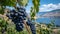 Ripe grapes on the vine with scenic lake view