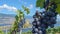 Ripe Grapes on the Vine with Scenic Landscape