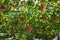 Ripe grapes on the vine, Spain.