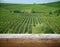 Ripe grapes on the vines in Tuscany, Italy. Picturesque winery farm, vineyard. Sunset warm light. Empty place. place for text