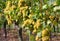 Ripe grapes in a vineyard
