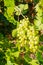 Ripe grapes in the vineyard on a sunny day