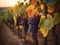 Ripe grapes in vineyard at sunset time, wine yard