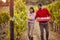 Ripe grapes in vineyard at sunset. Young couple winegrower grapes on vineyard. family vineyard