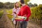 Ripe grapes in vineyard. Young couple harvesting grapes on vineyard. family vineyard