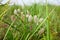 The ripe grass against the blue sky