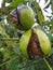 Ripe greek nuts on the tree