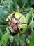 Ripe greek nuts on the tree