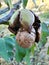 Ripe greek nuts on the tree