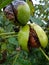 Ripe greek nuts on the tree